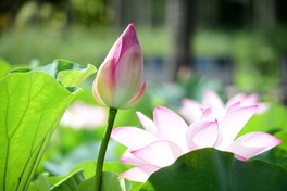 早朝から数時間のみ開花するハス