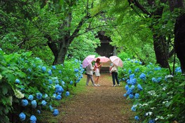 雨の中でもしっとりと色鮮やかに咲き誇るアジサイ