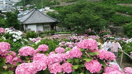 【あじさい・見ごろ】仁平寺