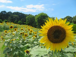 ヒマワリは1人1本無料で摘み取ることができる
