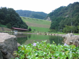 水辺に映える山の景観と草花
