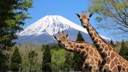 天気が良い日は、園内各所から富士山を見ることができる