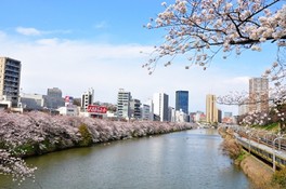 遊歩道をゆっくりと歩きながら桜の花見