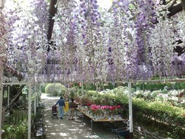 樹齢約300～400年の大フジ棚が紫やピンク、白に染まる