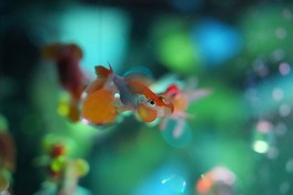 NARA KINGYO MUSEUM (奈良金魚ミュージアム)