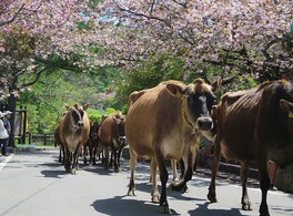 ジャージー牛が列を成して行進するさまは見もの