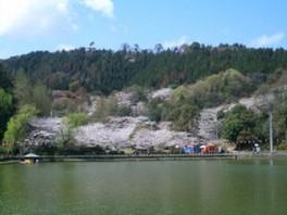 大池の西奥に花見広場があり、春には大勢の花見客で賑わう