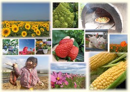 売店前では季節の花が迎えてくれる