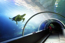 魚群やサメ、エイが暮らす水中トンネル水槽