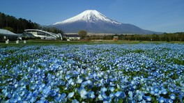 30万平方メートルの広大な敷地では四季折々の花が咲き誇る