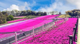 目の前に広がる芝桜のじゅうたん