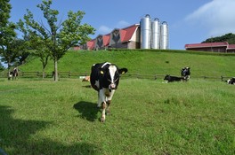 雄大な景色をバックに牛や馬と触れ合える